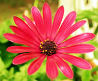 fleur